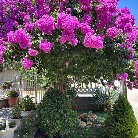 Apartmani Andrijana Ulcinj Exterior foto