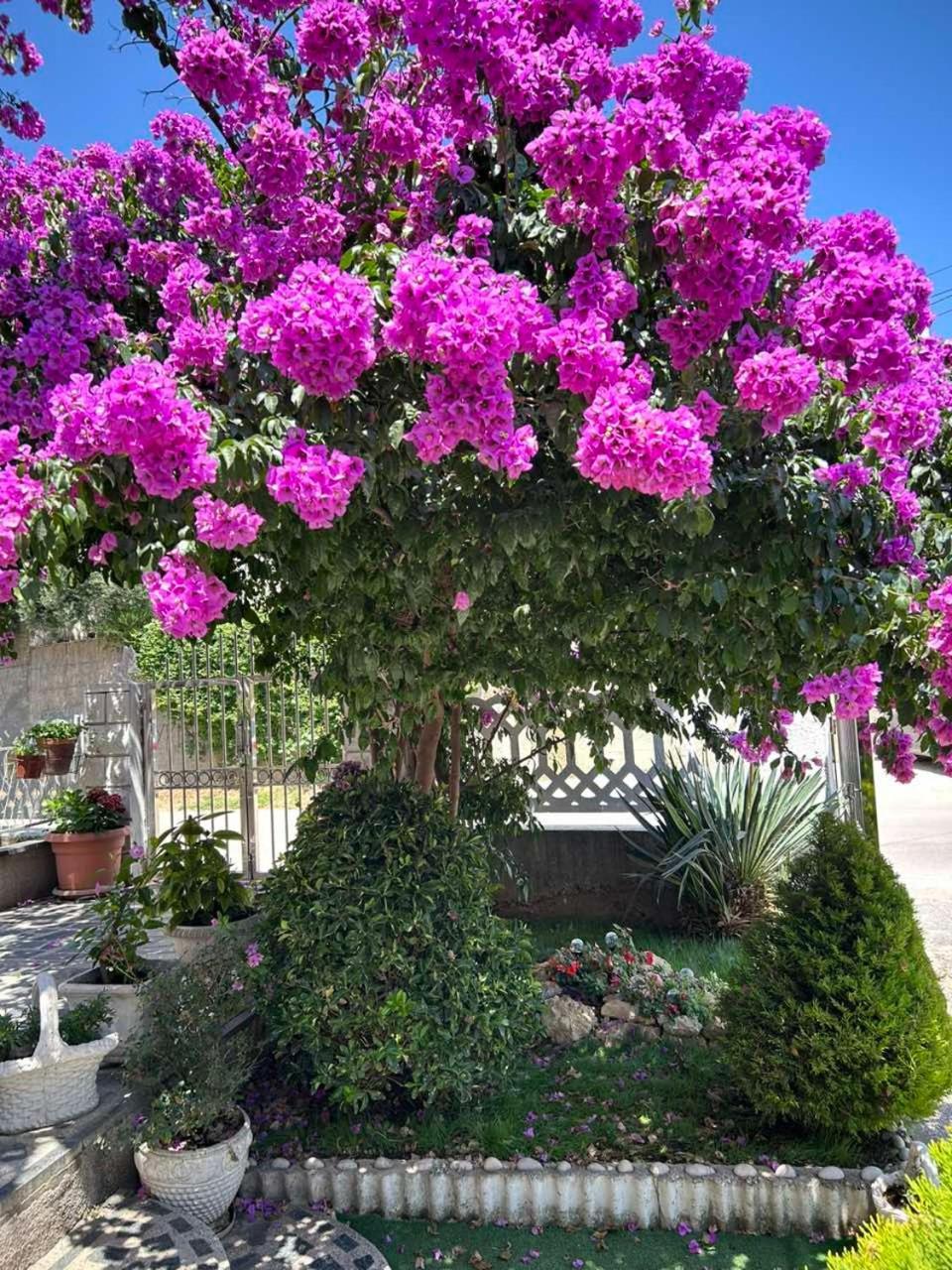 Apartmani Andrijana Ulcinj Exterior foto